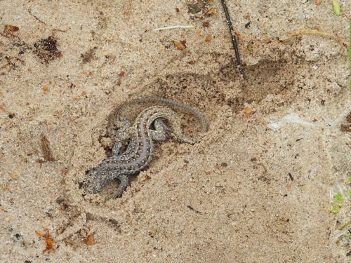 Knox's Desert Lizard, Meroles knoxii