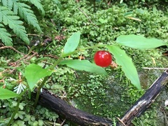 Streptopus streptopoides