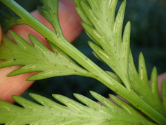 Asplenium appendiculatum