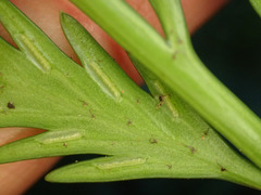 Asplenium appendiculatum