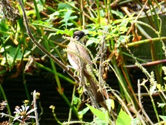 Pycnonotus xanthorrhous