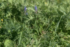 Veronica longifolia