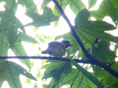 Spizixos semitorques