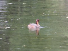 Tachybaptus ruficollis