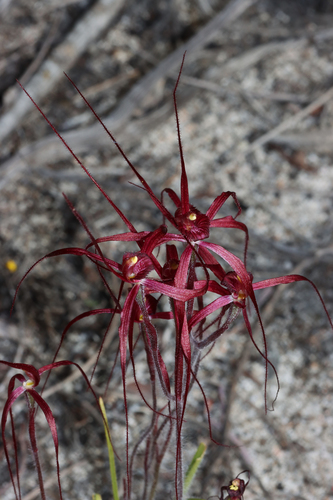 Image of Caladenia filifera by (c) Tim Hammer, some rights reserved (CC BY)