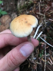 Hypholoma marginatum