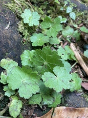 Hydrocotyle setulosa