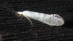 Nectopsyche exquisita