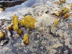 Dactylosiphon bullosus