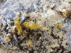 Dactylosiphon bullosus