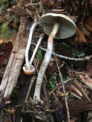 Hypholoma marginatum