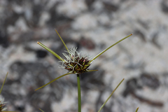 Schoenus curvifolius