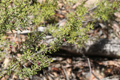Persoonia cuspidifera