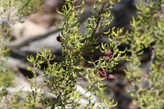 Persoonia cuspidifera