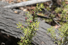 Persoonia cuspidifera
