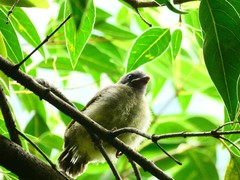 Spizixos semitorques