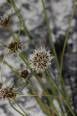 Schoenus curvifolius