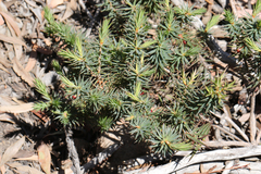 Melichrus urceolatus