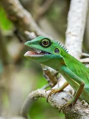 Green Crested Lizard photo 3