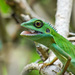 Green Crested Lizard - Photo (c) CheongWeei Gan, some rights reserved (CC BY-NC), uploaded by CheongWeei Gan