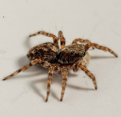 Pseudeuophrys lanigera