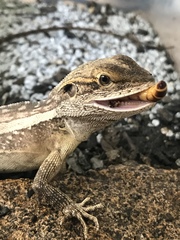 Amphibolurinae