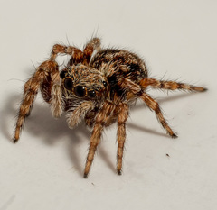 Pseudeuophrys lanigera