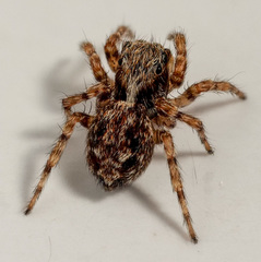 Pseudeuophrys lanigera