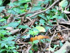 Phoenicurus auroreus