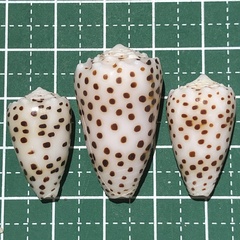 Conus pulicarius
