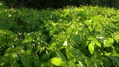 Impatiens parviflora