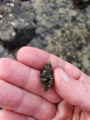 Pagurus novizealandiae