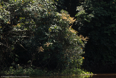 Leptoderris brachyptera