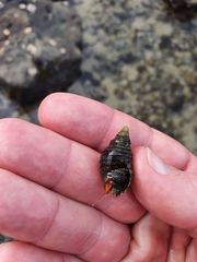 Pagurus novizealandiae