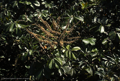 Leptoderris brachyptera