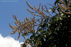 Leptoderris brachyptera