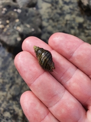 Pagurus novizealandiae