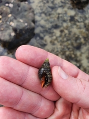 Pagurus novizealandiae