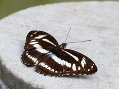 Limenitidinae