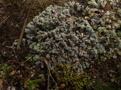 Riccia collata
