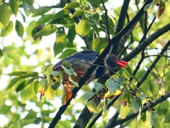 Urocissa erythroryncha