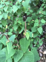 Homalanthus stillingiifolius