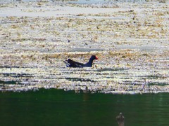 Gallinula chloropus