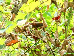 Sinosuthora alphonsiana