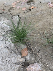 Carex arenaria