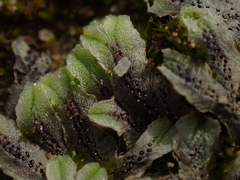 Riccia collata