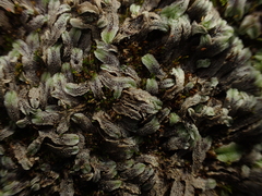 Riccia collata