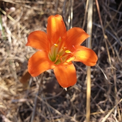 Cyrtanthus galpinii