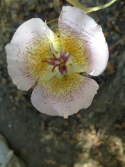Calochortus plummerae