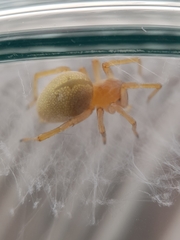 Cheiracanthium virescens